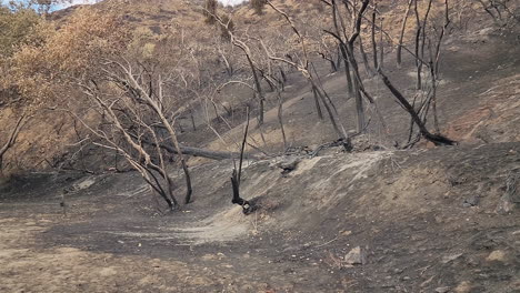 Imágenes-Deslizantes-De-La-Vista-Desolada-De-Un-Paisaje-Forestal-Incendiado-Teñido-De-Gris-Y-Negro