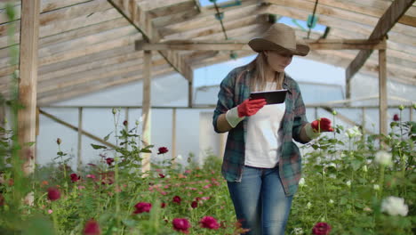 hermosa mujer florista camina a través del invernadero con una tableta de computadora comprueba las rosas cultivadas mantiene el seguimiento de la cosecha y comprueba la flor para clientes de negocios