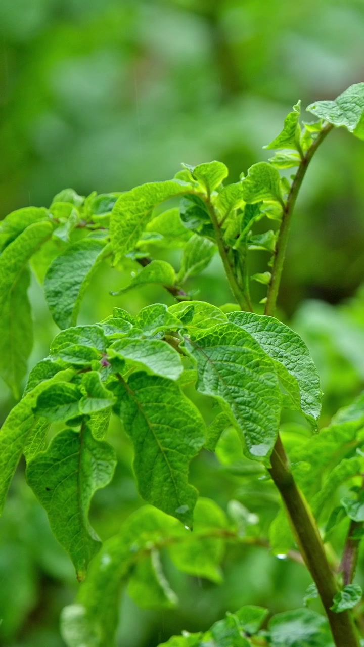 Gocce di pioggia su foglie verde brillante di piante di patate