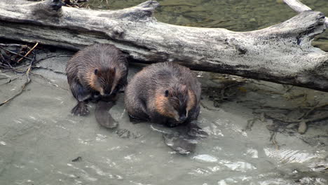 Ein-Paar-Nordamerikanischer-Biber-Kratzt-Sich-Am-Ufer-Des-Skagit-River-Im-US-Bundesstaat-Washington