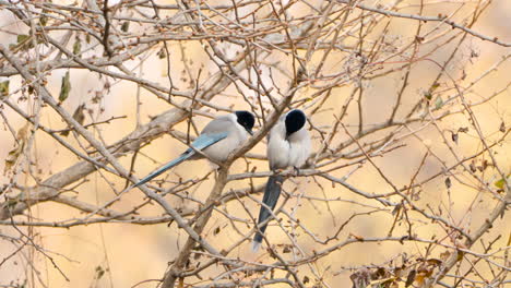 pair of azure-winged magpie birds preen feathers perched on leafless tree branch in autumn - cyanopica cyanus