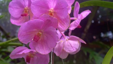 close up shot of a bunch of pink waling-waling flowers blooming in a garden surrounded by vegetation on a sunny day