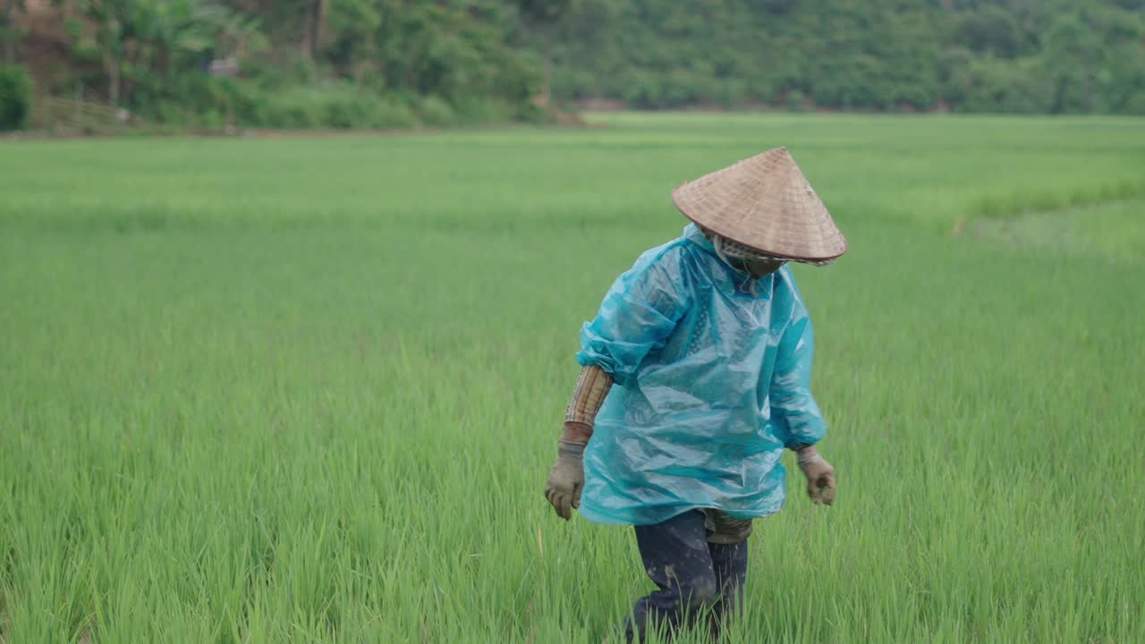 Woman Farmer in a Paddy Field