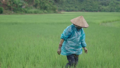 woman farmer in a paddy field