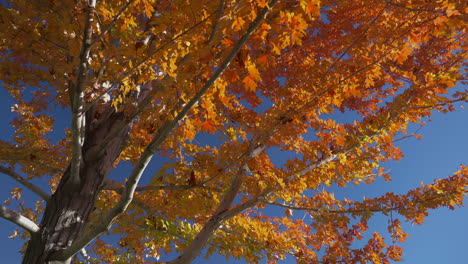 autumnal yellow leaves of a maple tree on a quiet sunny park