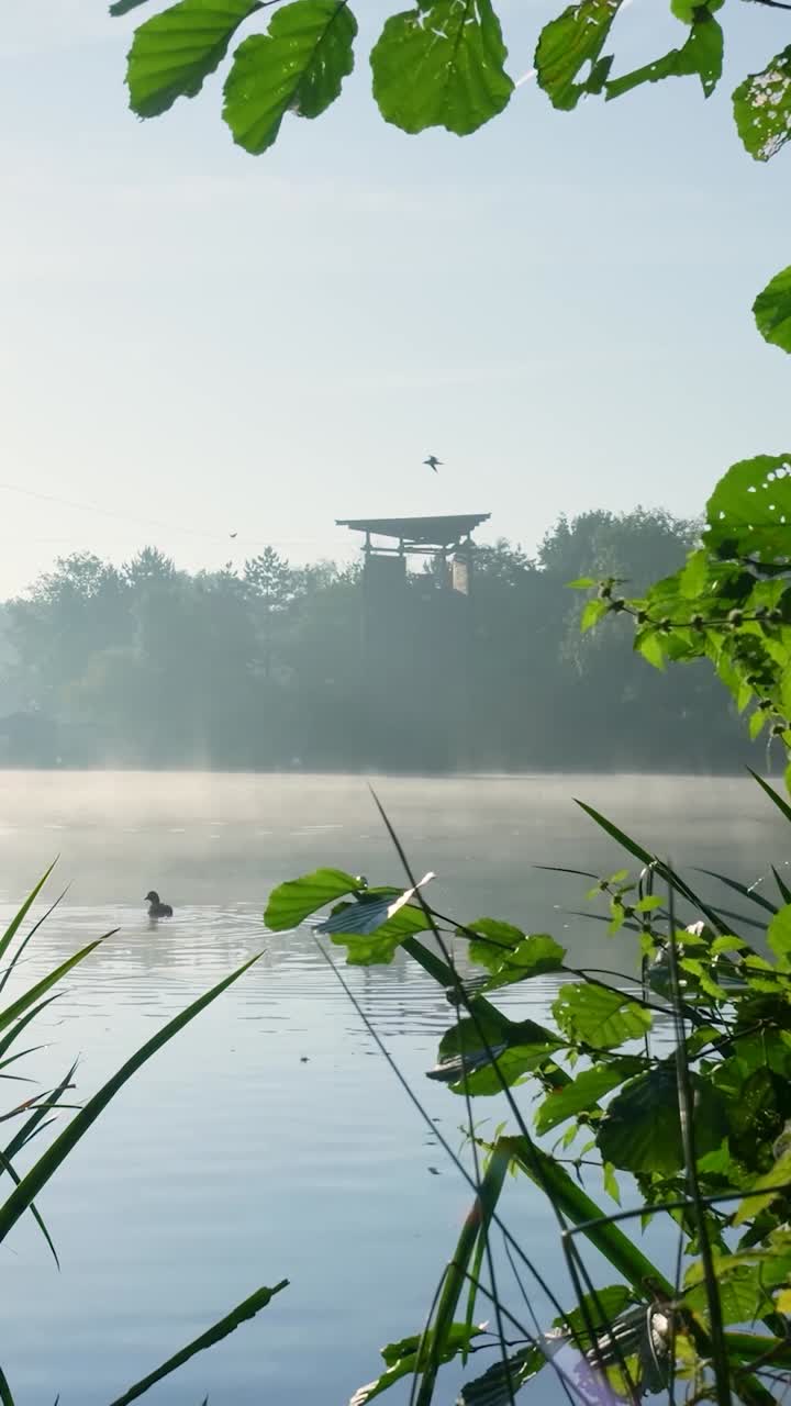 Misty Morning Lake View