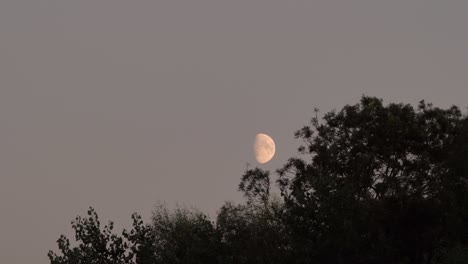 Media-Luna-Sobre-árboles-Meciéndose-En-La-Brisa