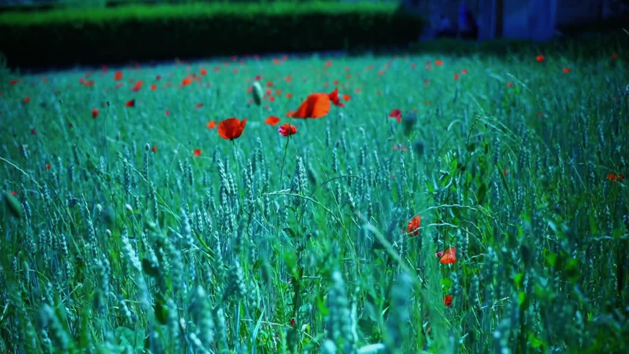 프랑스의  ⁇ 빛 속의  ⁇ 에서  ⁇ 은 포피