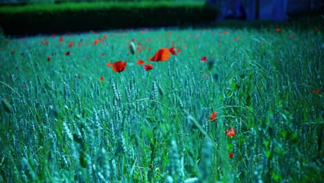 amapola roja en un campo bajo el sol de francia