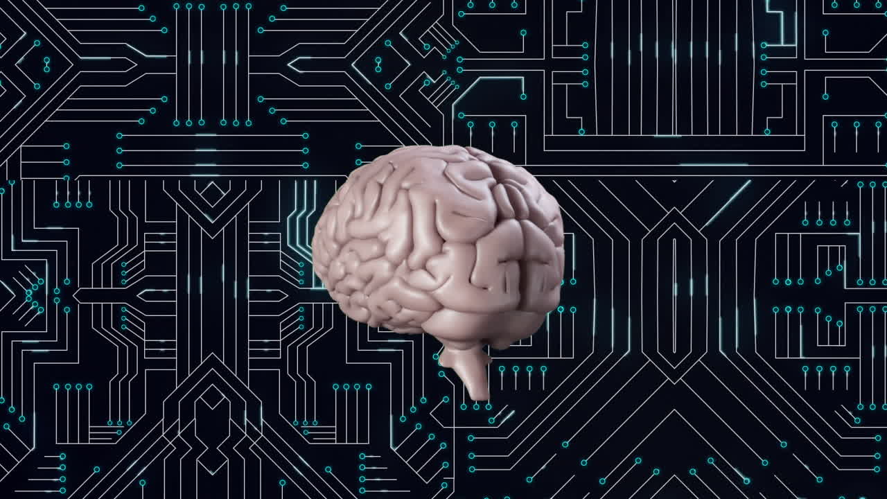 Brain and digital circuit
