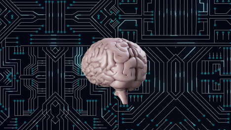 cerebro y circuito digital