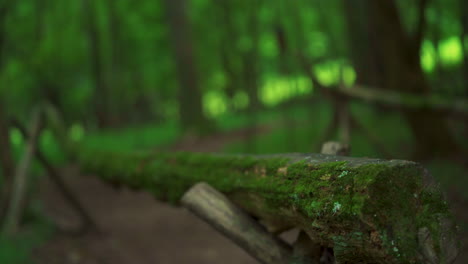 Fence-made-from-fallen-trees