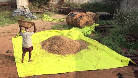 farmer pouring wheat on a bright yellow plastic blanket on the ground for drying in india - wide shot