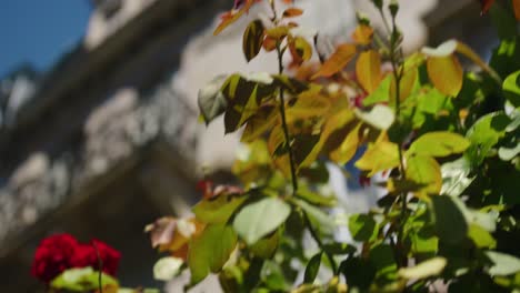 high rose bush in front of downtown neighborhood apartments in strasbourg, france