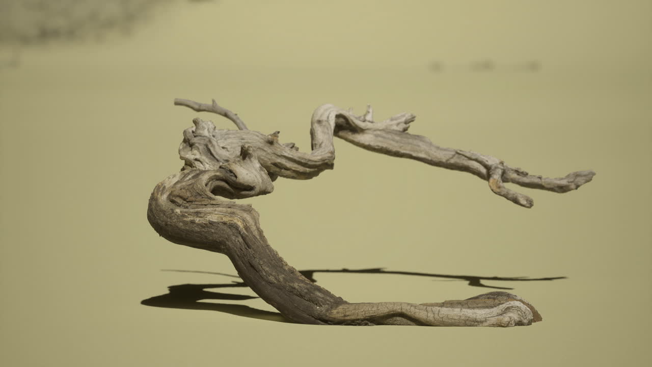 escultura de madera a la deriva retorcida en una playa de arena con luz suave al atardecer