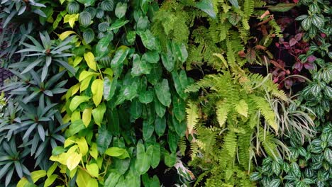 Vertical-green-living-wall-of-plants-bringing-nature-into-the-home-and-garden,-slow-pan-from-top-to-bottom