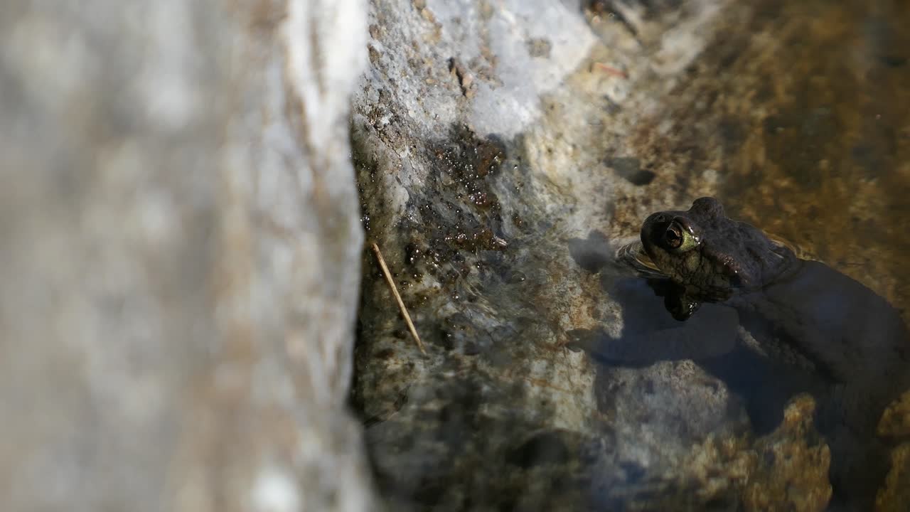 rana sapo colgando de la roca en la costa del agua y luego nadando lejos, cerca