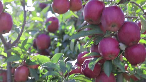 wonderful red apples are growing on the branches of trees in an orchard in the summer.