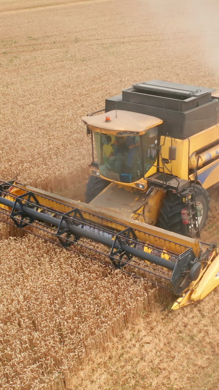 Male farmer driving powerful yellow combine along the ripe wheat field. Huge machine mowing crops producing lots of dust. Vertical video