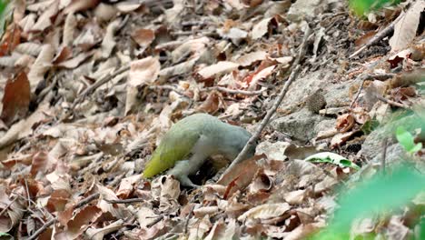 Pájaro-Carpintero-De-Cabeza-Gris-O-Pájaro-Carpintero-Verde-Europeo-Forrajeando-En-El-Suelo-Del-Bosque