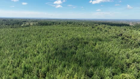 Un-Dron-Se-Eleva-Para-Revelar-La-Extensión-De-Un-Bosque-Autóctono-En-El-Oeste-De-Kenia.