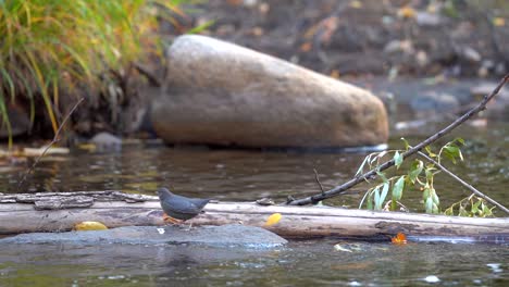 Amerikanische-Wasseramsel,-Die-Auf-Einem-Baumstamm-In-Einem-Bach-Hockt-Und-Sich-In-Zeitlupe-Bewegt