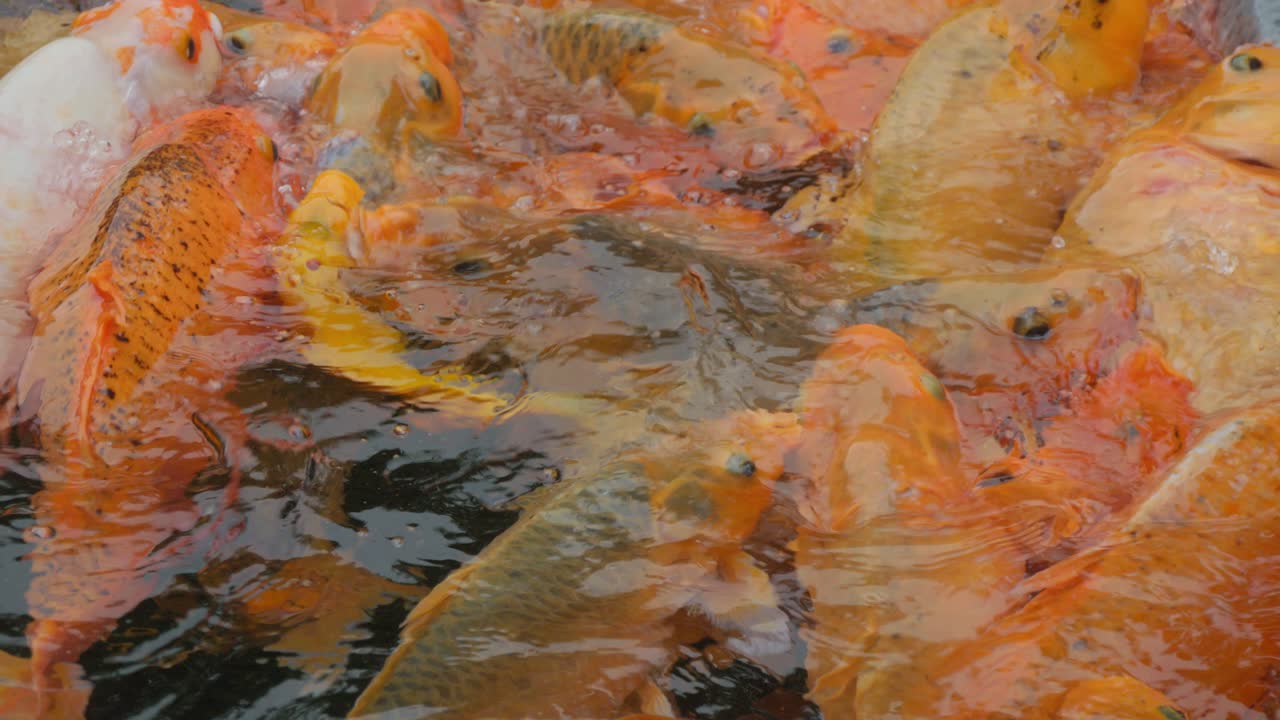 A close-up of a crowd of vibrant koi fish swimming energetically in the pond
