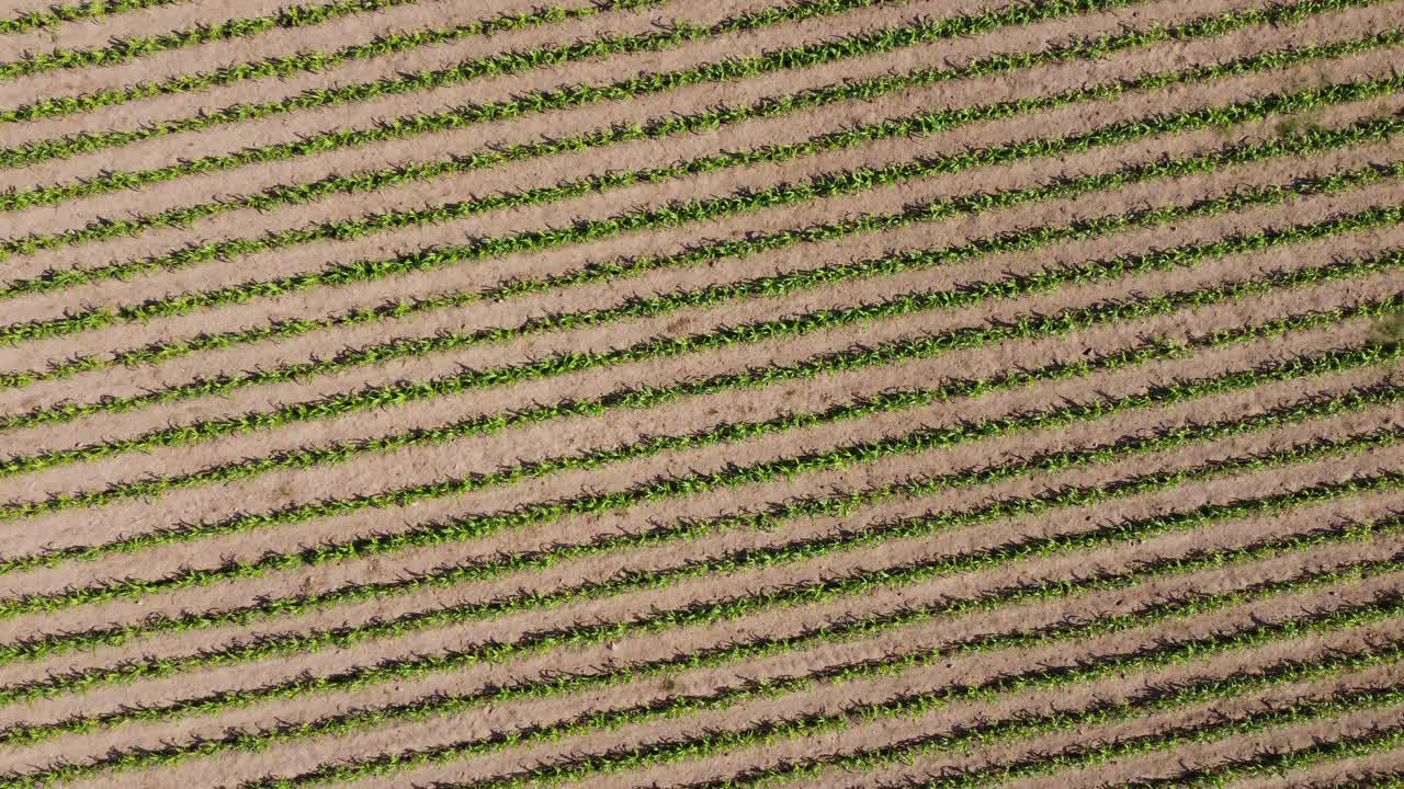 fotografía aérea de un campo de maíz