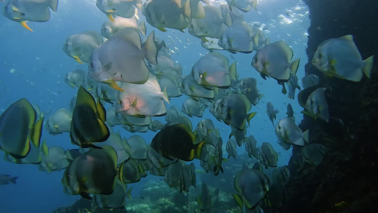 Pesce pipistrello o pesce pala, che nuotano tranquillamente in banco vicino a una grande roccia in acqua limpida.