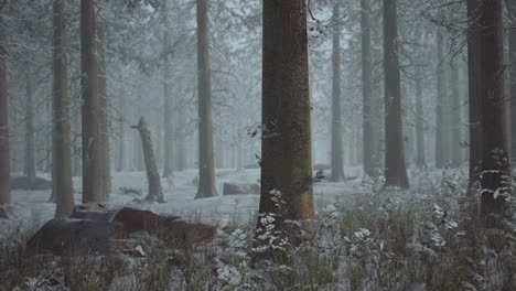 Bosque-Congelado-Blanco-De-Invierno-En-La-Nieve