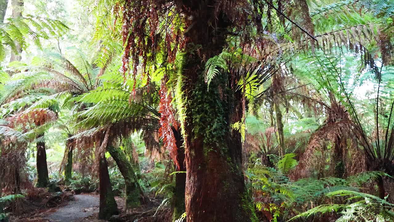 Lush greenery and ferns in a rainforest