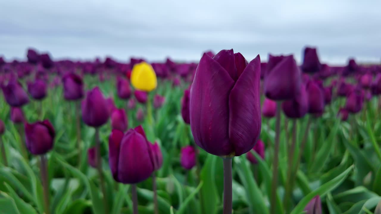 los tulipanes en flor en el campo en una brisa de primavera