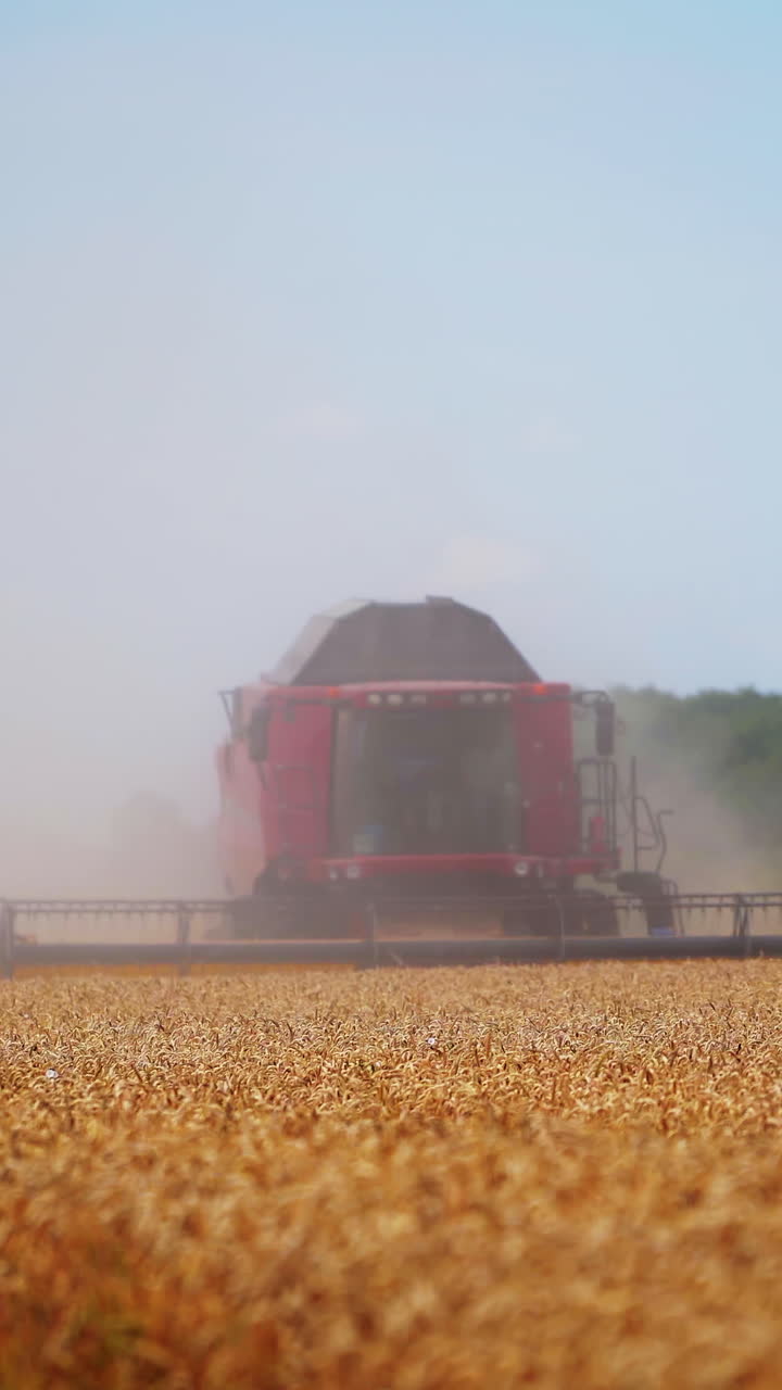 Red combine harvester in action in a wheat field. Process of gathering ripe crop from the fields. Agricultural technic in field. Special technic in action. Vertical video