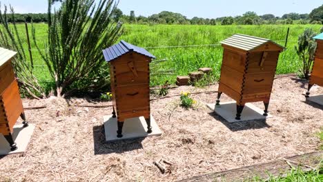 beehives with activity in a lush green field