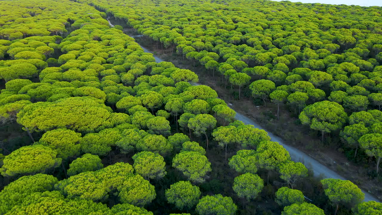스페인의 비포장 도로 또는 경로가 있는 침엽수림 위로 드론 비행