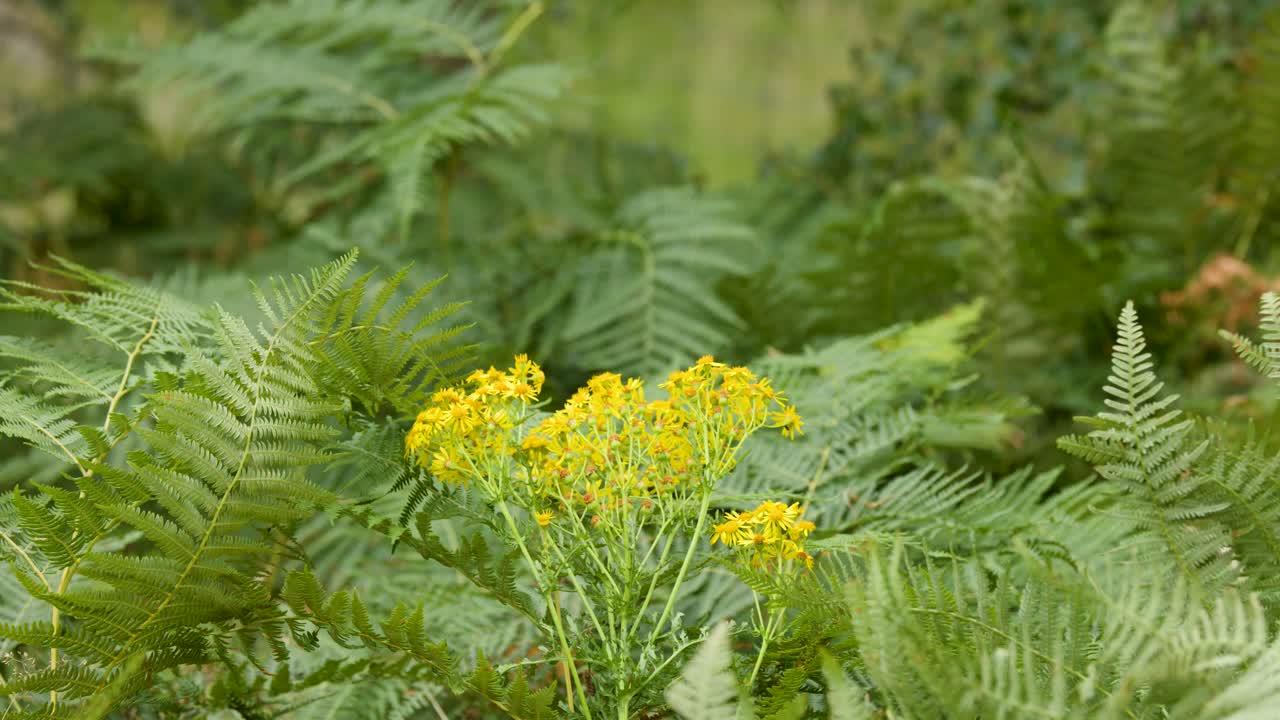 Yellow wildflowers and green ferns gently move in soft daylight, Highland forest, static camera