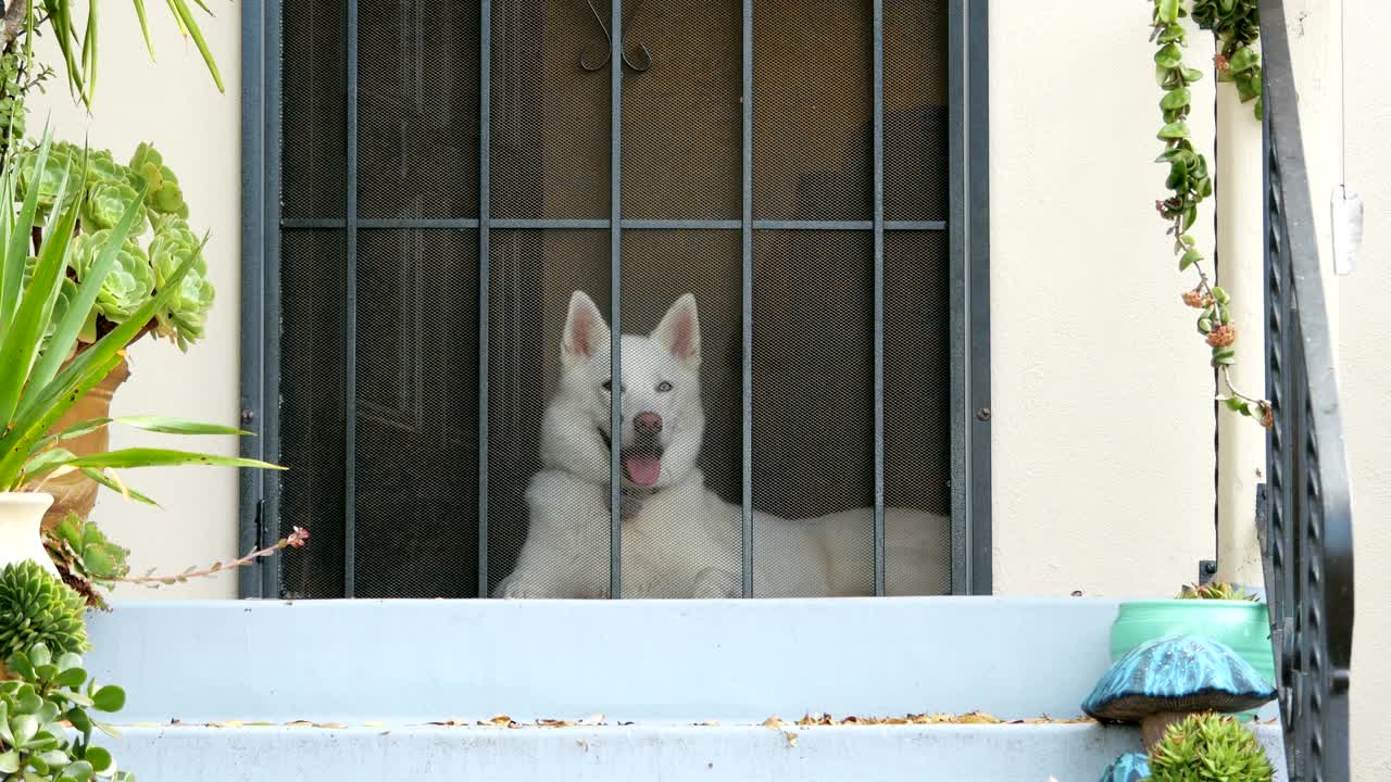 시베리아 허스키 (siberian husky) 는 4k에서 주인을 기다리고 있습니다.