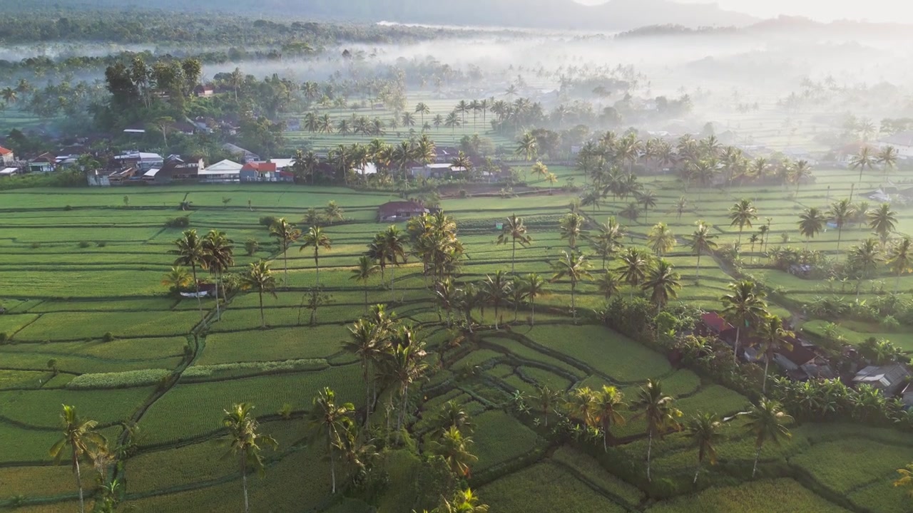 Pemandangan pedesaan tropis yang indah dengan sawah bertingkat, pohon palem tinggi, kabut pagi, dan rumah-rumah desa yang tersebar bersinar dalam cahaya matahari terbit yang hangat, rekaman drone sinematik yang mengungkap.
