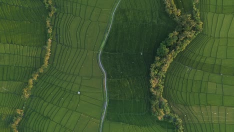 aerial view of indonesian rice fields