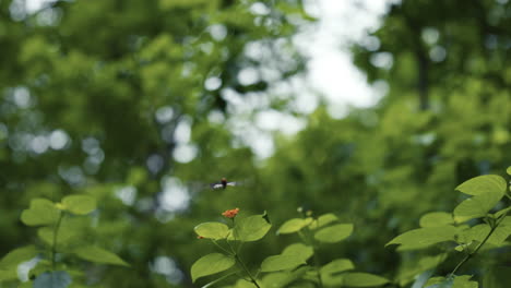 Tracking-shot-of-butterfly-flying-and-resting-on-orange-flower