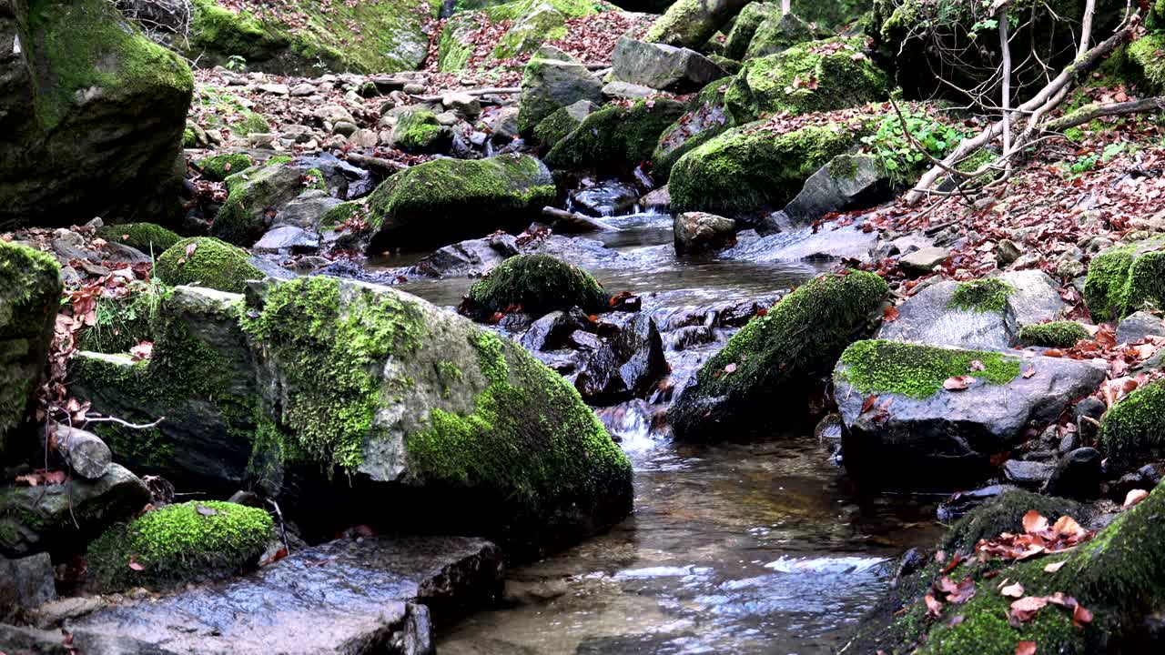 숲 속의 하천. 소리와 함께 자연 루프 배경