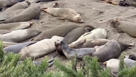 Cinematic-close-up-panning-shot-of-northern-elephant-seals-barking-at-each-other-on-the-beach-in-Piedras-Blancas,-California