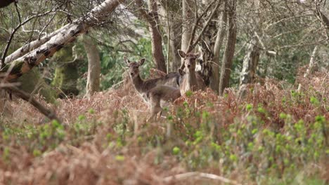 Hirsch-Im-Neuen-Wald-Clip-6