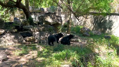 two bears exploring a zoo enclosure