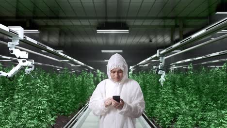 asian marijuana researcher smiling and using smartphone while standing in the marijuana greenhouse with smart robotic farmers