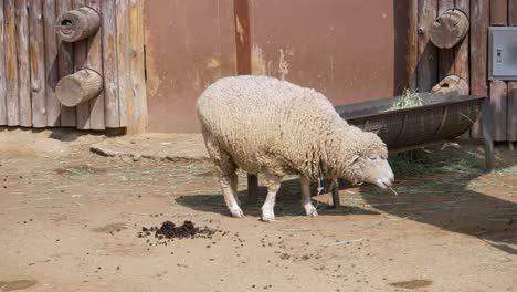 Woolly-Sheep-Grazing-Alone-In-The-Farm-In-Seoul,-South-Korea