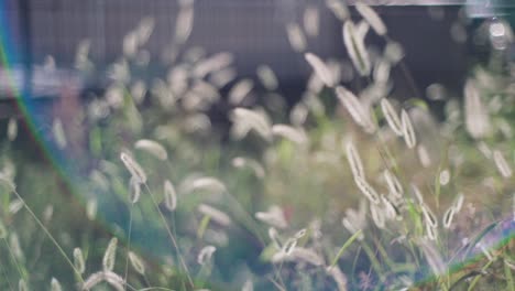 japanese silvergrass grows in the field and gently swaying in the wind during summer in tokyo, japan.  - wide shot