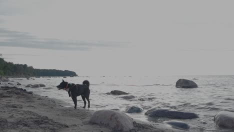 perro oso de karelia en una correa en una playa durante el verano mientras las olas del agua del mar del océano se mueven en cámara lenta en el fondo