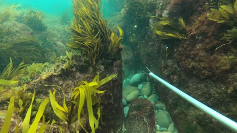 cámara de acción filmada bajo el agua siguiendo a un pez entre algas marinas en la costa de australia