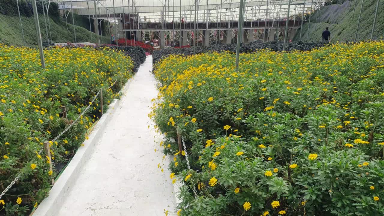 카메론 하이랜드 말레이시아의 아름다운 꽃과 풀